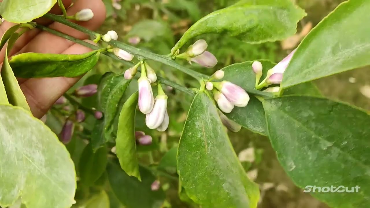 лимони хосилини кандай ошириш мумкин???????🧐🧐🧐🧐🧐😀😀😀😀