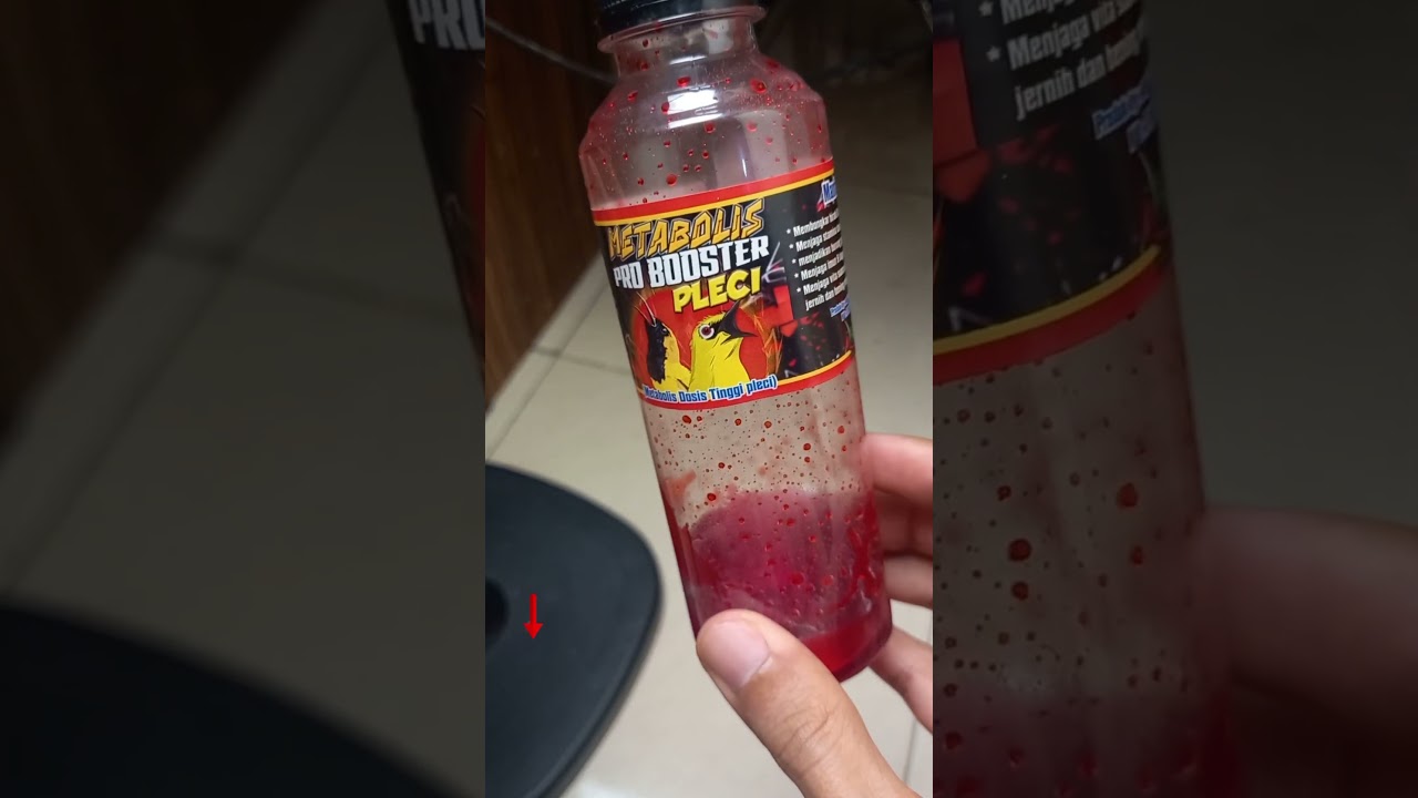 Doping pleci dosis tinggi metabolis pro booster pleci #dopingpleci #vitaminburung #vitaminpleci