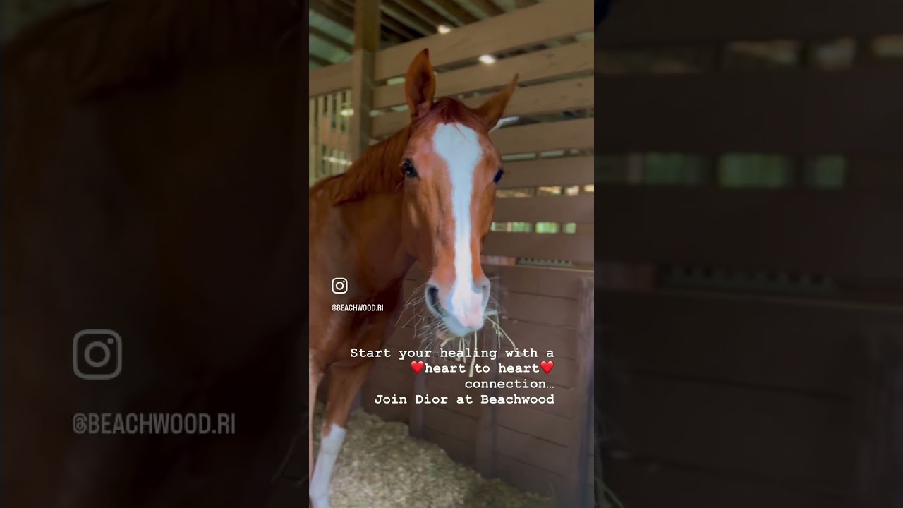 A Heart to Heart Connection with #Dior #integrativeequinetherapy #beachwoodri #healwithhorses