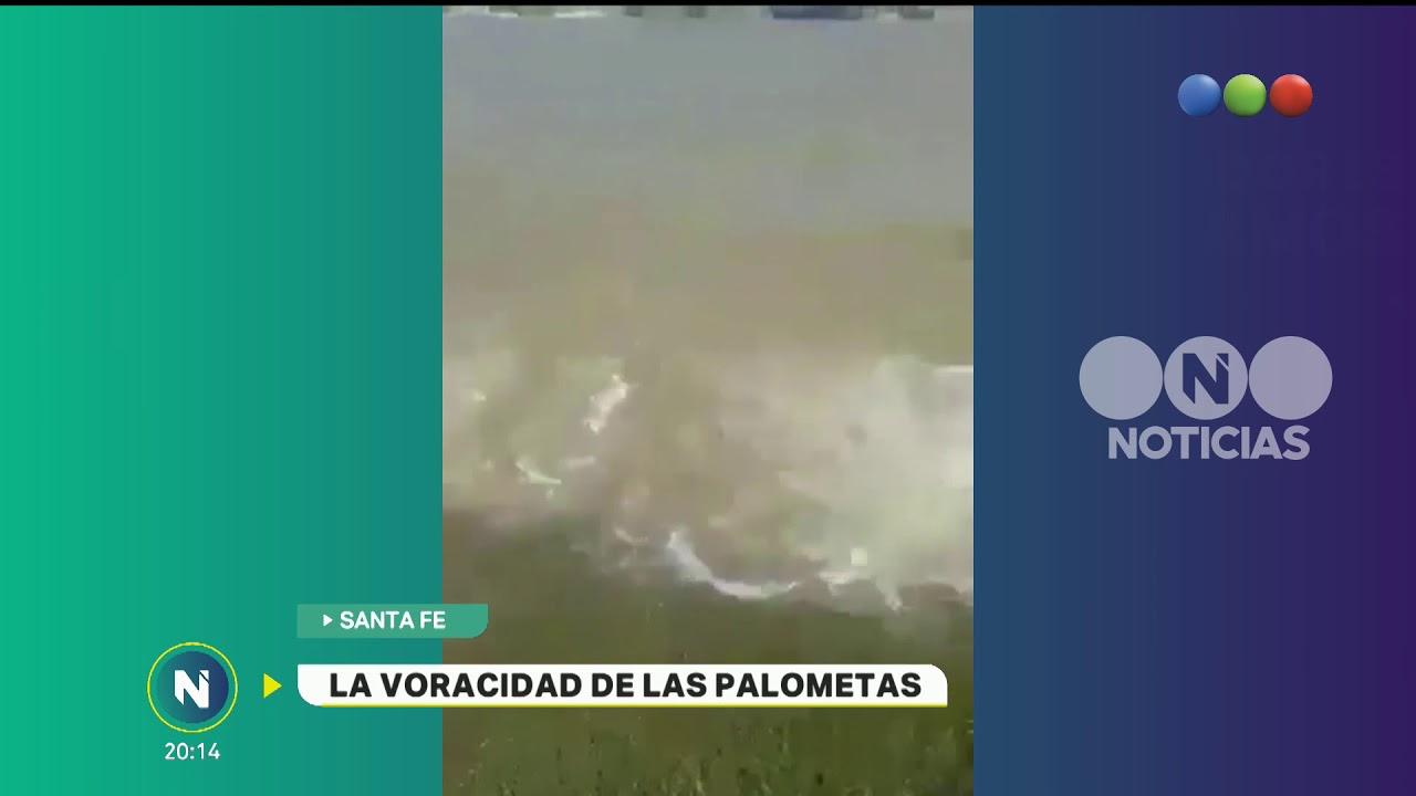 Ataque de palometas - Telefe Noticias