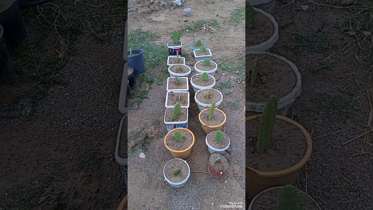 التين الشوكي الهجين افظل طرق الزراعة