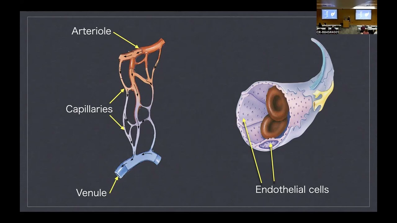 Tissue Engineering and Angiogenesis - Making New Blood Vessels