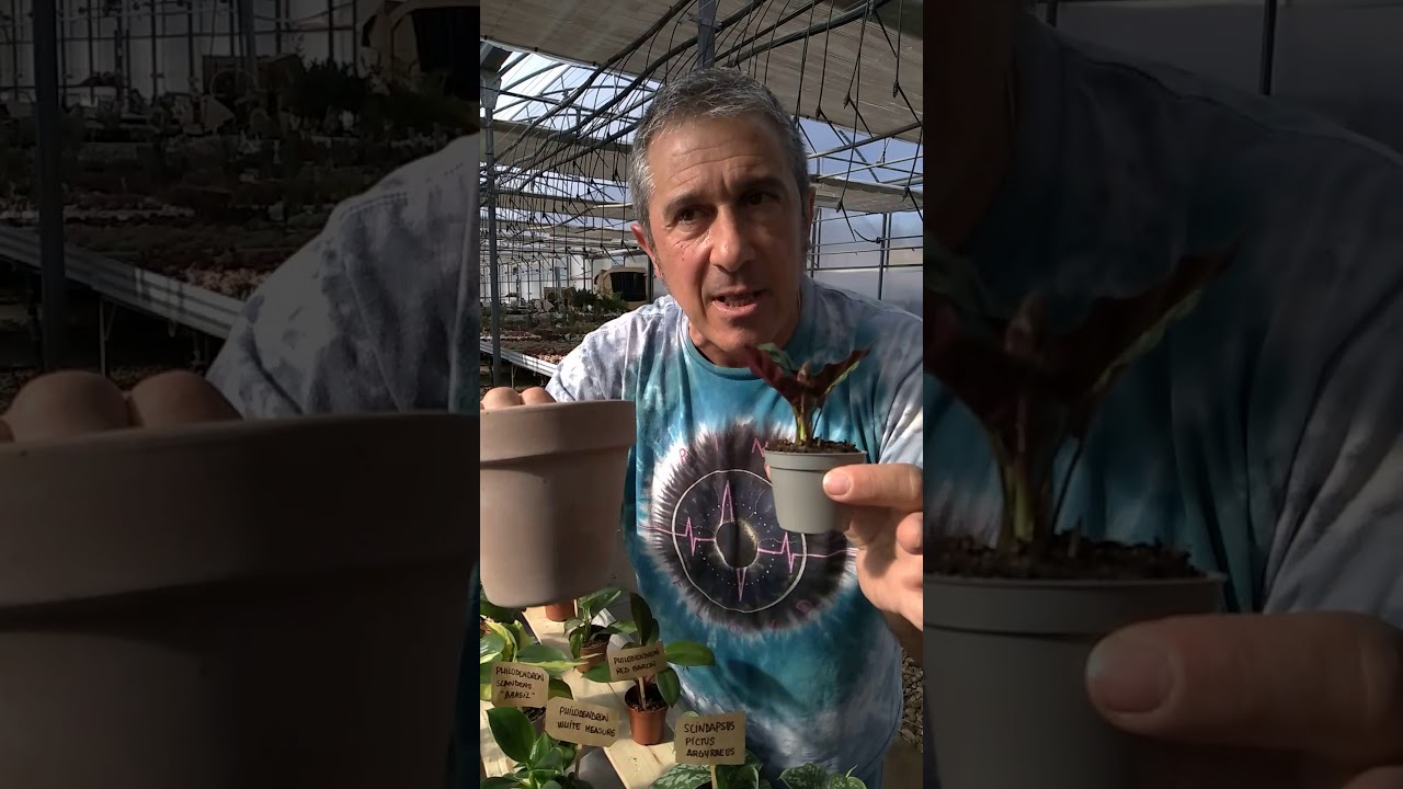 Trasplante o pseudo-trasplante ¿Qué hacer con mis plantas cuando llegan a casa?