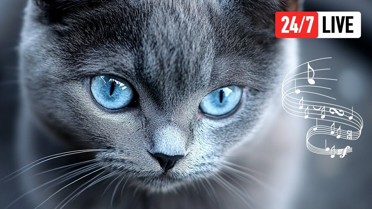 🔴 Relaxing Piano Music for Cats & Their Humans 24/7 Calming Kitten Sleep Tunes