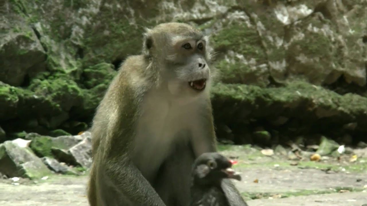 Extreme Monkey cliff climbing - Super-Affen klettern an senkrechter Felswand