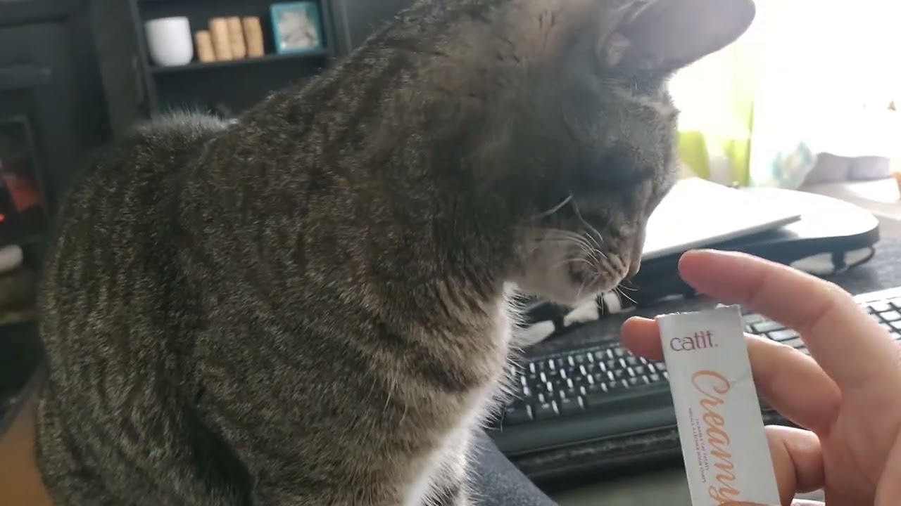 Good boy