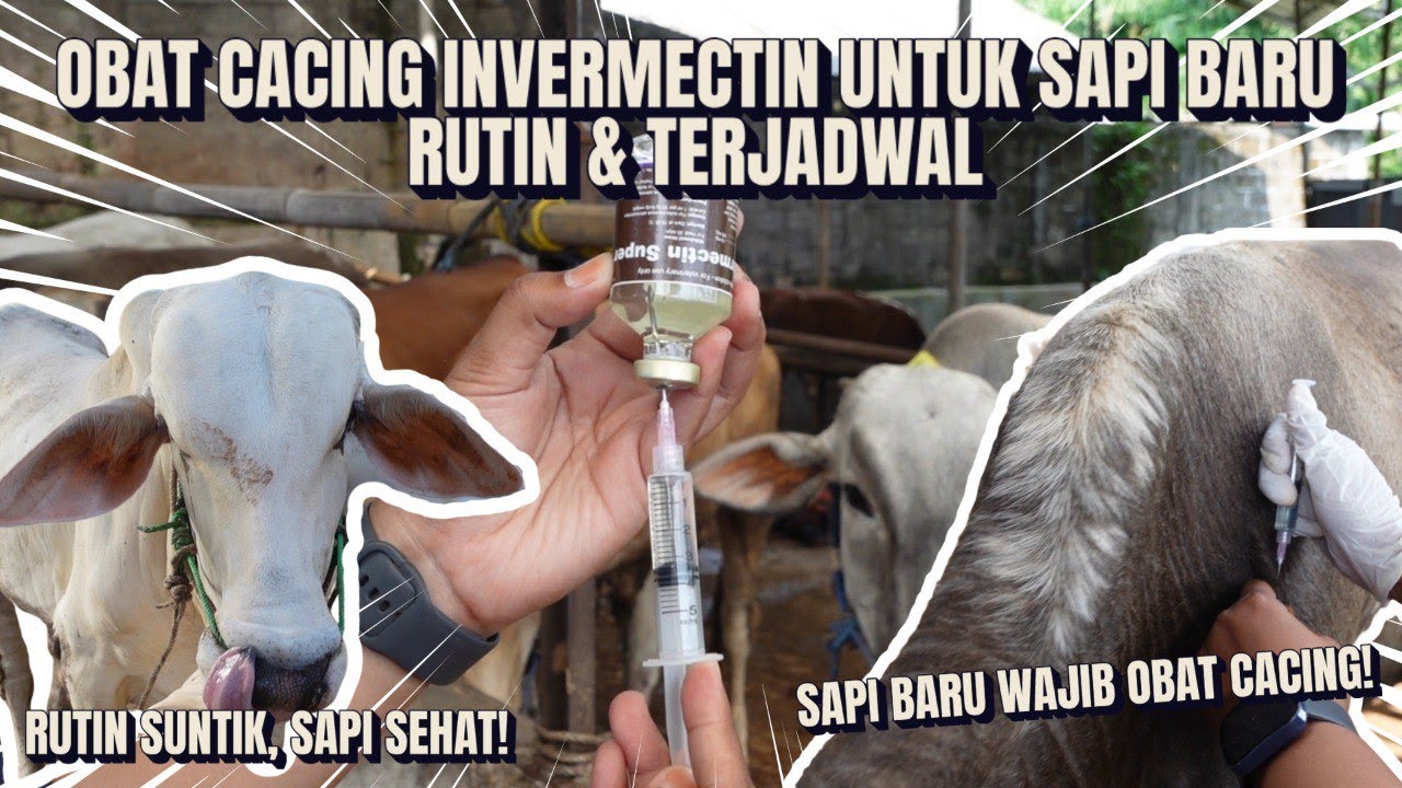 Obat Cacing Ivermectin untuk Sapi Baru – Rutin & Terjadwal