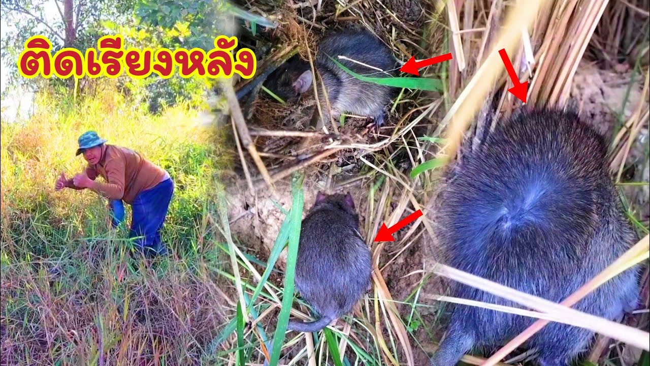 ดักหนูนาหาอยู่หากิน หมานโคตรๆ! โหดจริงๆ! ติดเรียงหลังอีกแล้ว มีแต่ตัวใหญ่ๆ สุดยอดของความหมานเลย