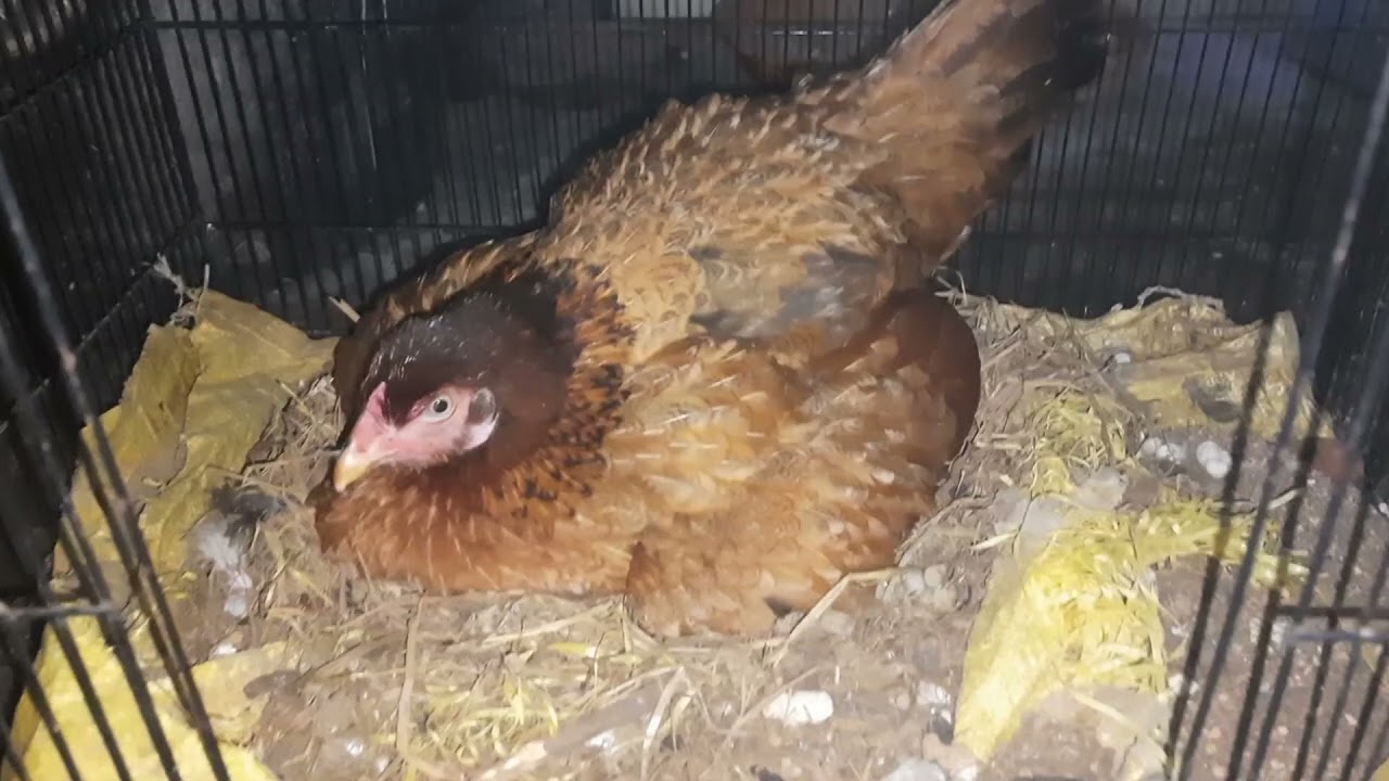 Country Chicken Brooder Room In India