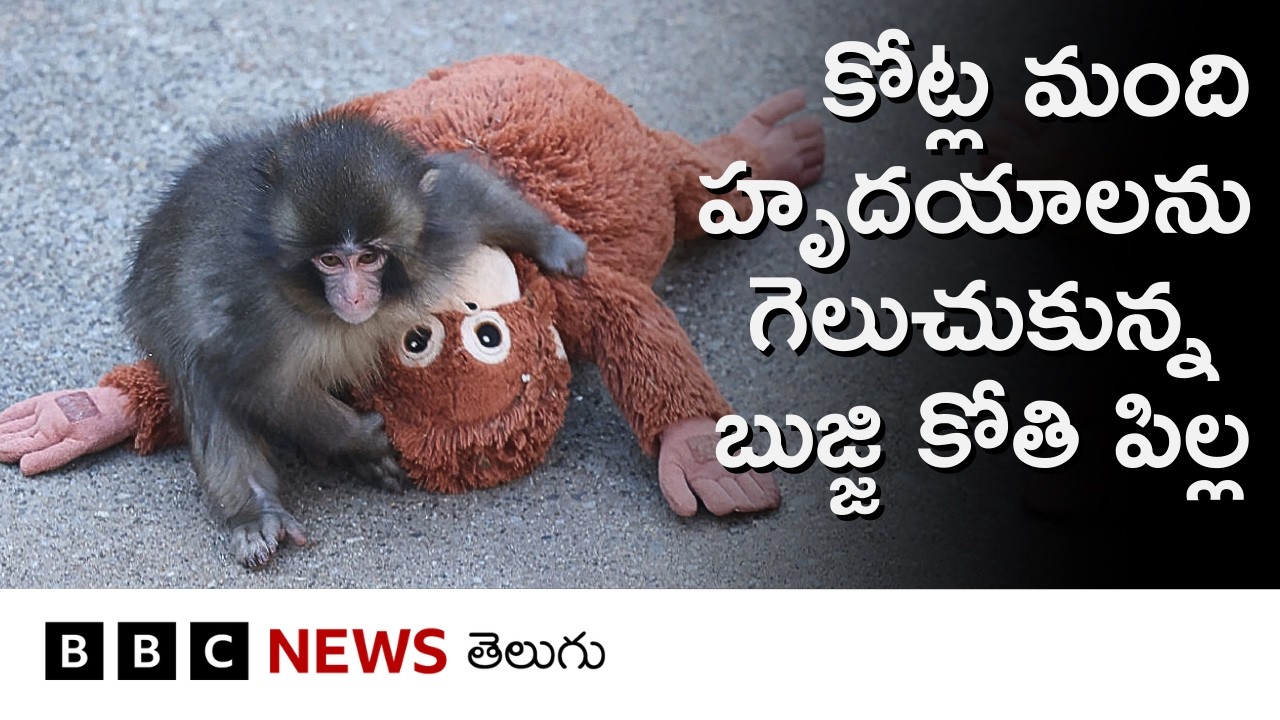 Baby Monkey Punch: కోట్ల మంది హృదయాలను గెలుచుకున్న బుజ్జి కోతి పిల్ల.. | BBC Telugu