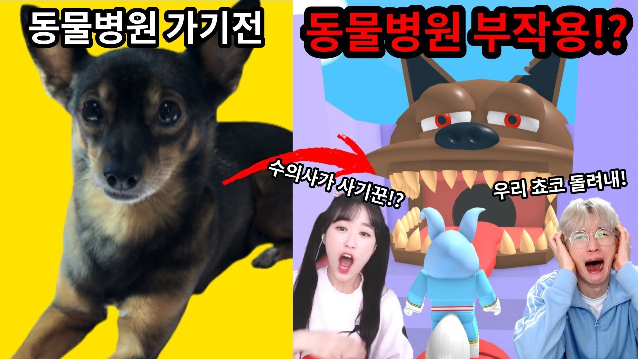 동물병원에 간 쵸코가 미친 이유는...!?