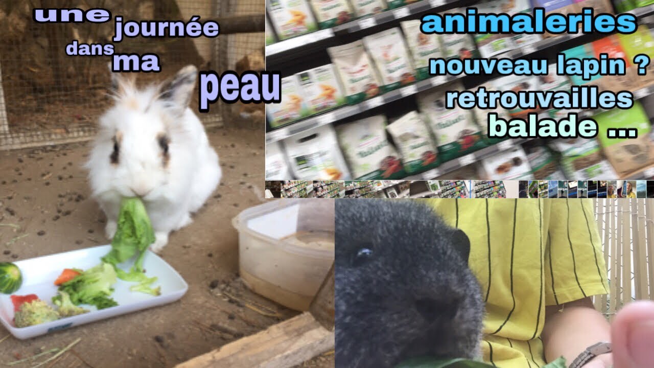 une journée dans ma peau : retrouvailles , animalerie , un nouveau lapin  , promenade...