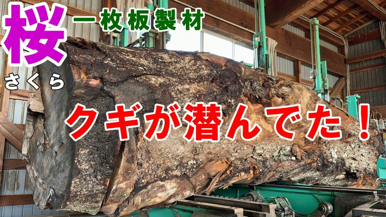 岩手県産サクラ原木製材　打ち込まれた五寸釘でノコの刃がボロボロに！　どんな色と木目が出てくるのか？