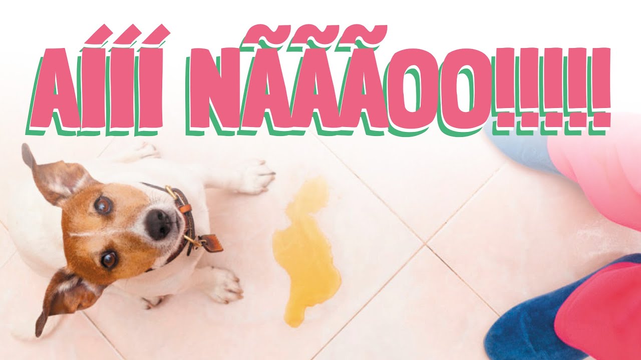 Xixi e Cocô no Lugar Errado - O Que Motiva Seu Cachorro