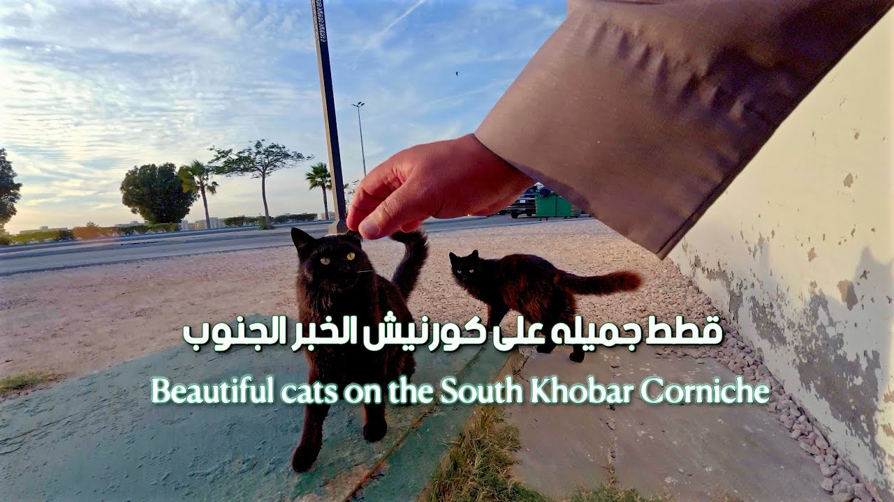 جوله بعد العصر في الخبر A tour after the afternoon in Al-Khobar