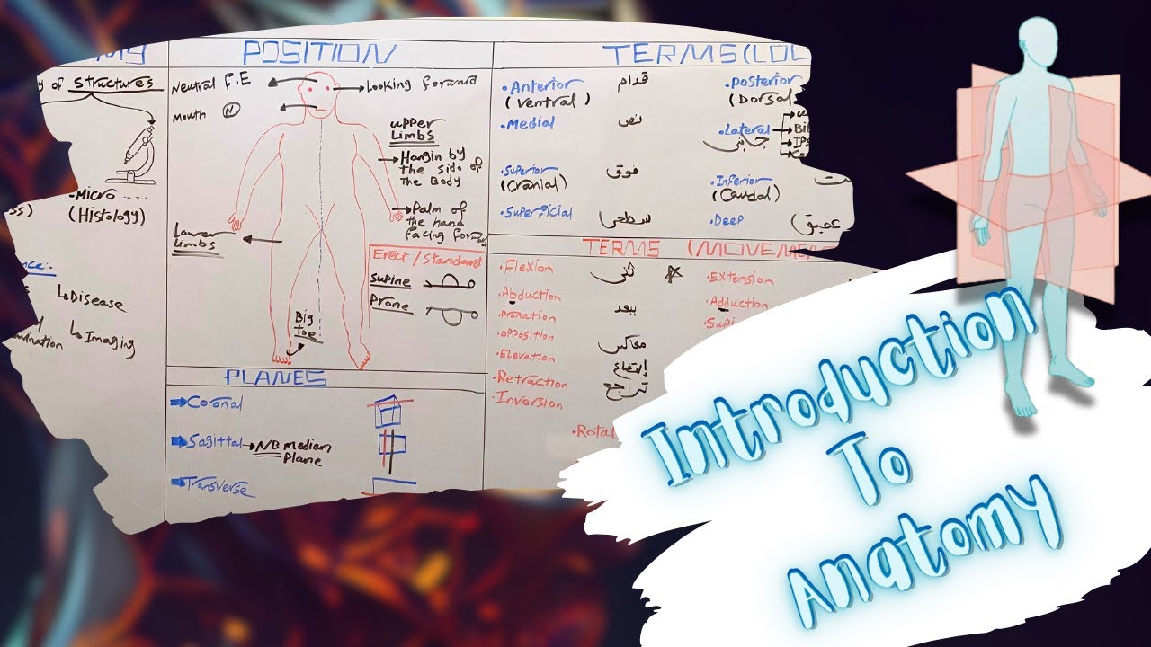 Introduction To Anatomy: Anatomical Planes, Position, Terms of Location & Movements شرح بالعربى