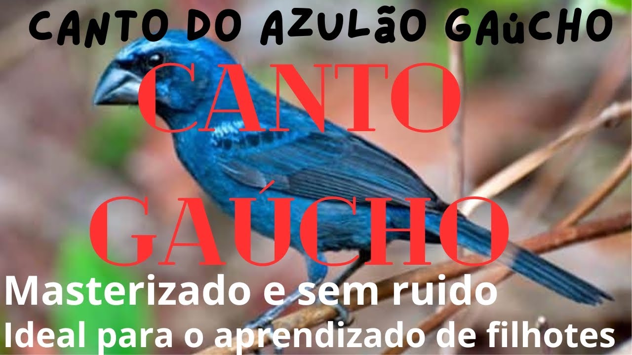 Canto de Azul&atilde;o Ga&uacute;cho Para Aprendizado de Filhotes