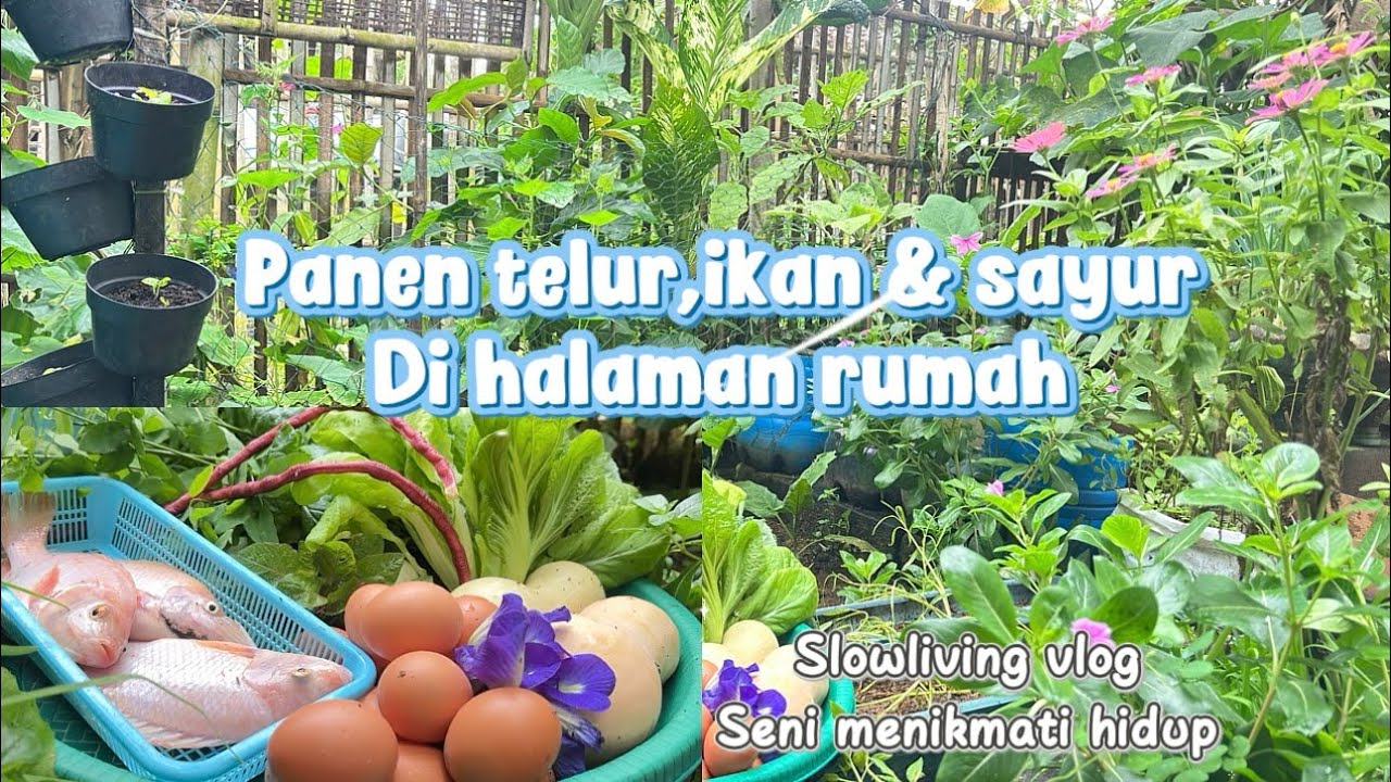 Panen telur,ikan dan juga sayur di halaman rumah. #slowlivingvlog 
