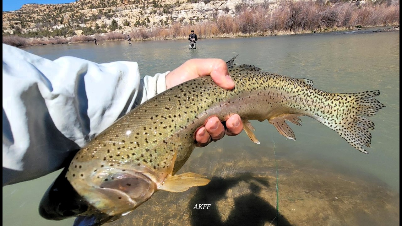 San Juan River Kiddie Hole Foul Hooked Trout  March 2026
