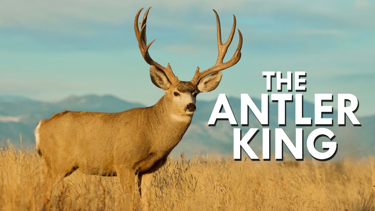 Mule Deer: The Antler King