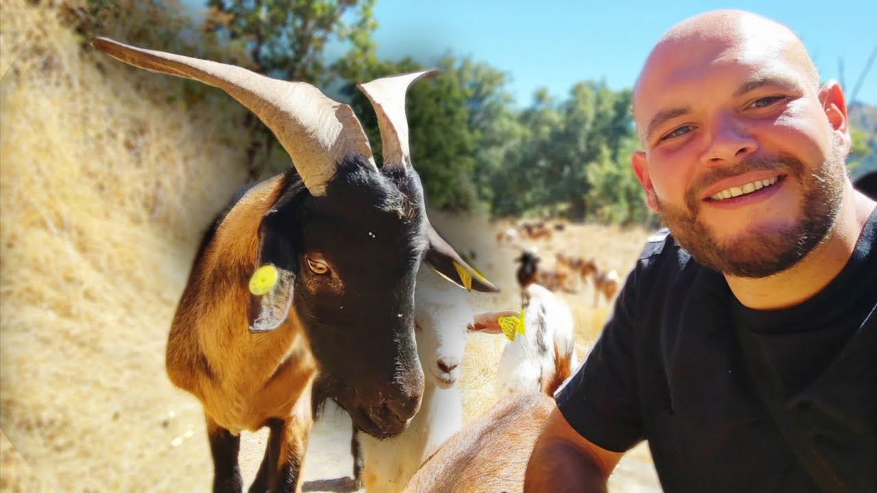 Cómo Criar Cabras 🐐 Consejos del Campo para Leche y Carne