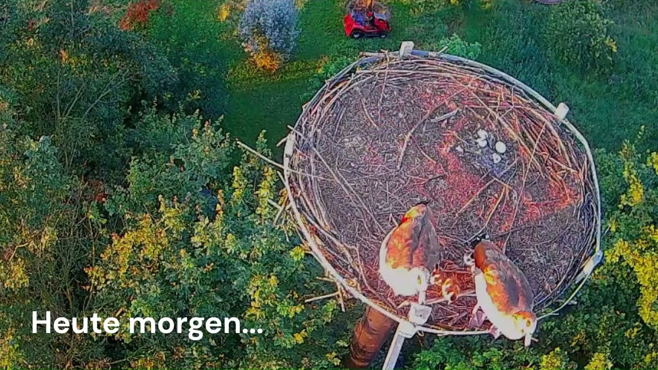 Storchennest HorstsHorst - Absprung kleiner Nilgansküken vom Storchenhorst - 24.06.2024