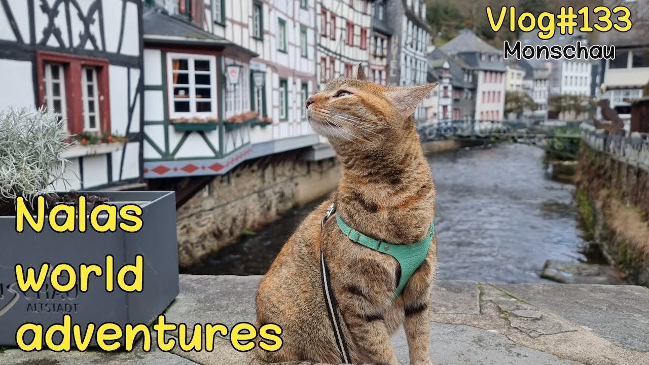 NALA exploring Monschau 😻 Vlog #133