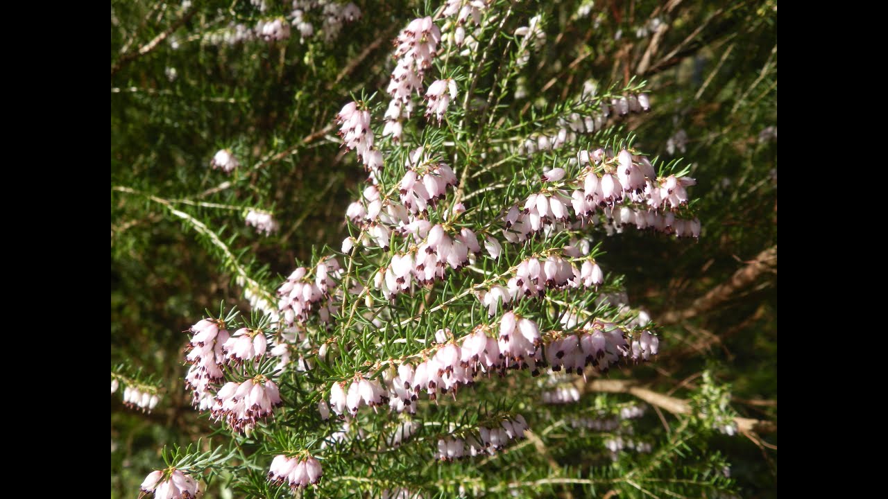 Belles sorties des abeilles sur les camélias et  la Bruyère méditerranéenne  en Bretagne
