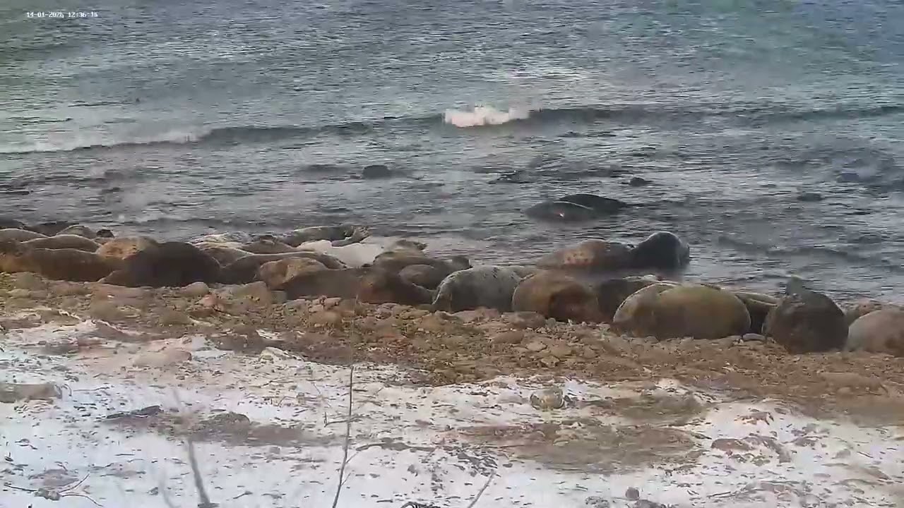 SealCam 2026-01-14 Mating? Not sure