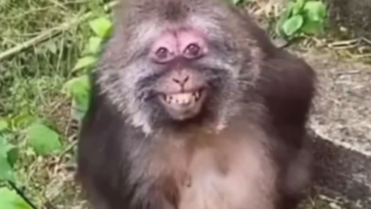 UNUSUAL MEMES COMPILATION V1