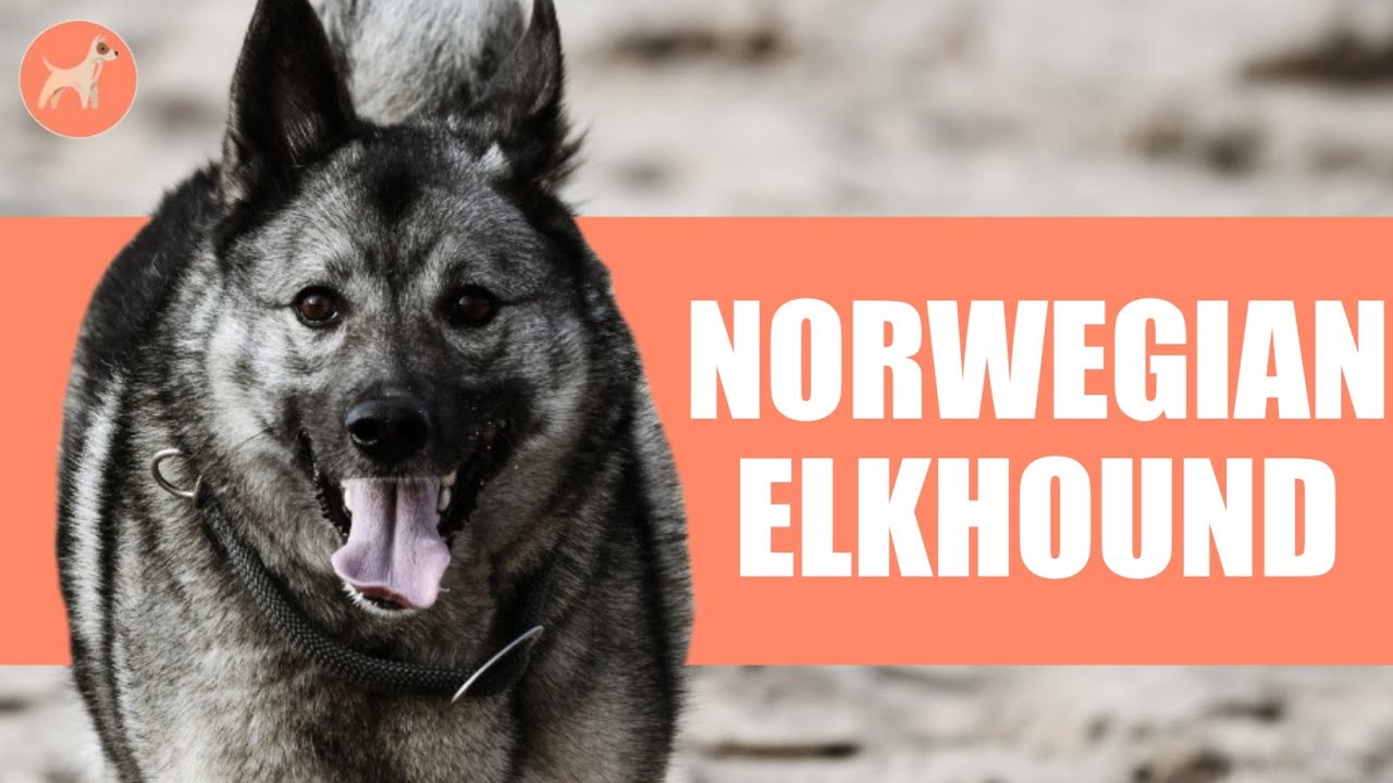 Norwegian Elkhound: The Oldest Europeon Dog Breed