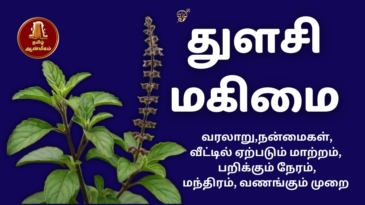 துளசியின் அதிசய சக்தி 🌿இந்த தெய்வீக ரகசியம்? |Thulasi Benefits | Tulsi Miracle Tamil
