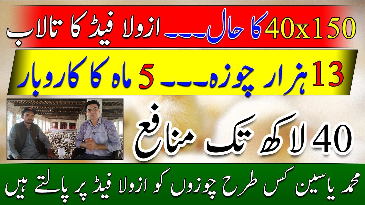 Desi Chick farming| Azolla feeding poultry| New poultry business idea| How to cut down feed cost