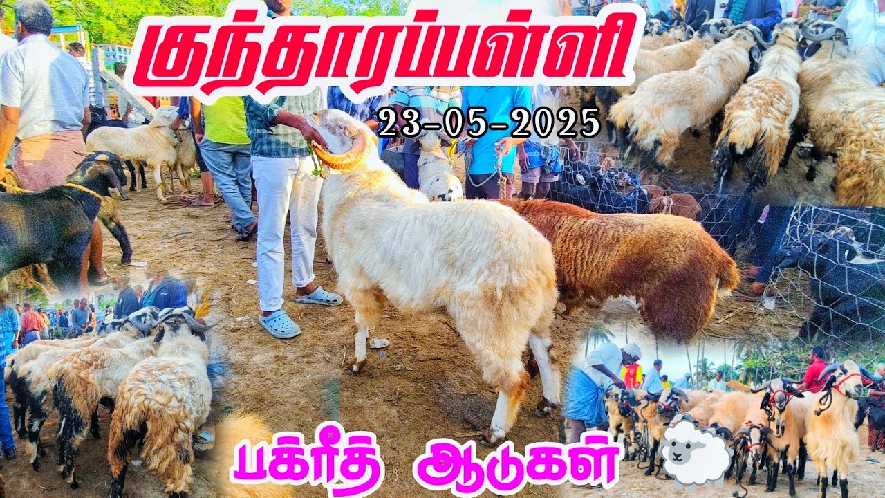 23-05-2025 kundarapalli Friday market Krishnagiri district Biggest Goat market in tamilnadu price