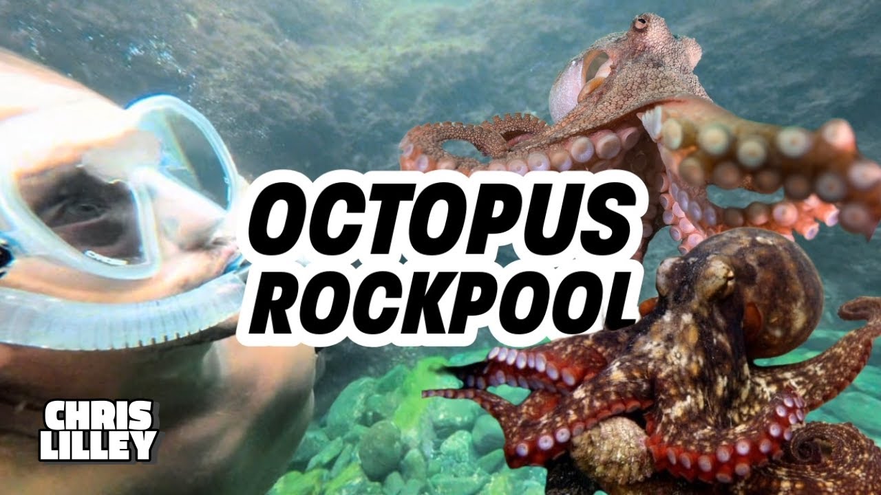 Octopus Rockpool
