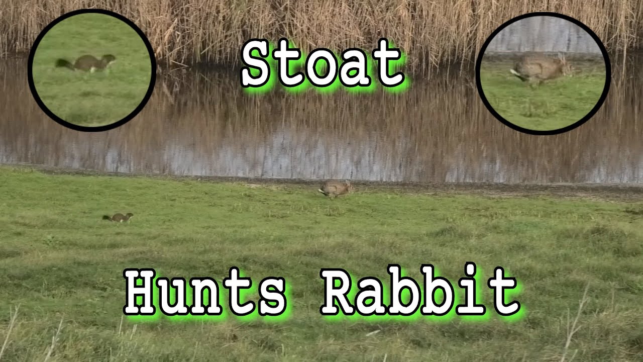 Stoat Hunts Rabbit