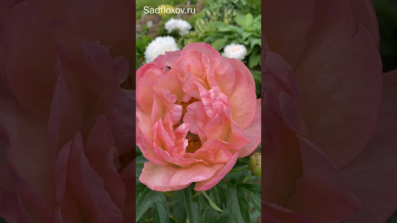 Многогранный пион Корал Сансет Coral Sunset