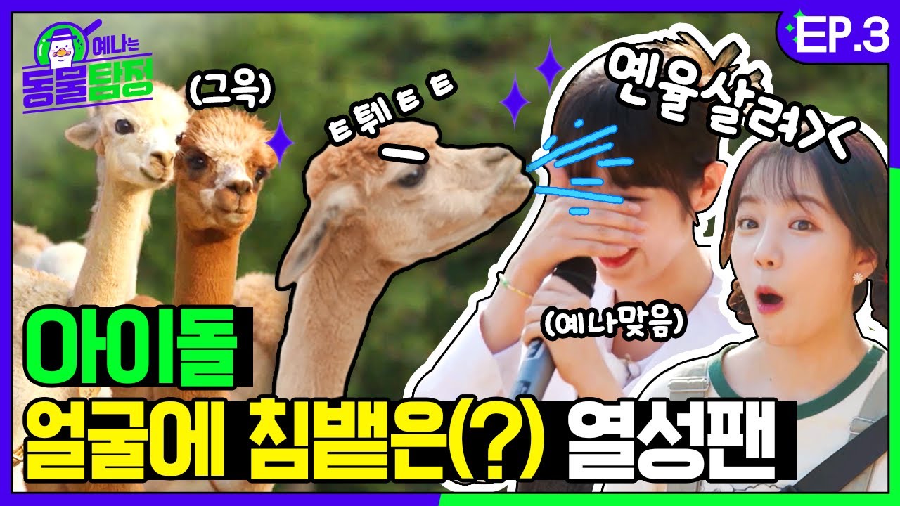 [SUB] 알파카는 웃는 얼굴에도 침을 뱉을까🐑? 동물탐정 예나& 유리 직접 확인하고 왔습니다 💦ㅣ예나는동물탐정 EP.03
