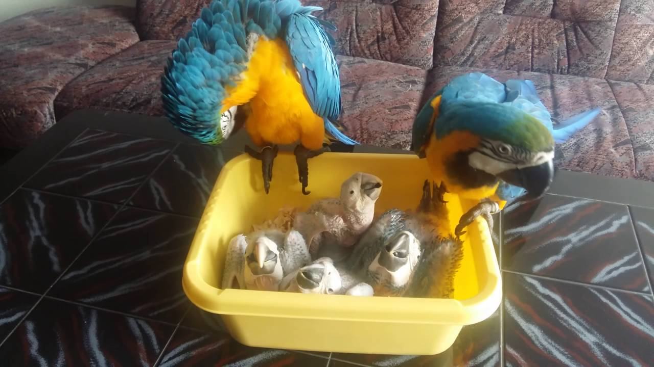 ara ararauna - už je jich plná miska...:)))