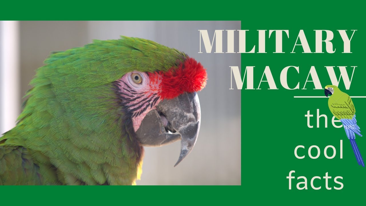 Military Macaw facts | Amazing Animals