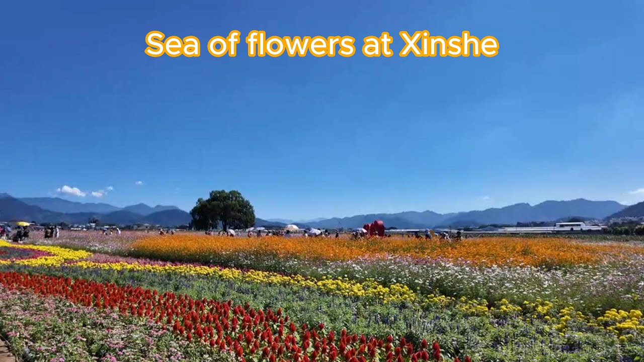 Sea of flowers at XinShe