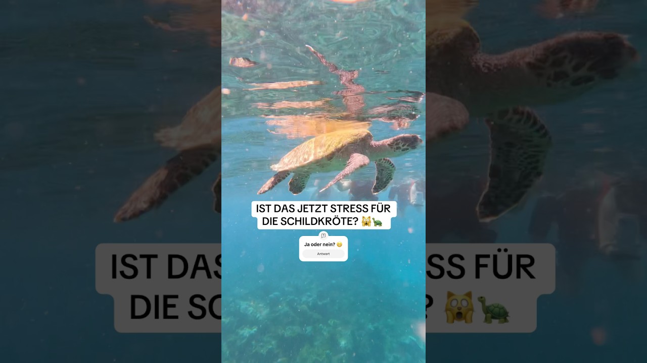 😱 #reisen #reiseinspiration #malediven #maledivenreisen #fyp #schnorcheln #turtles #schildkr&ouml;te