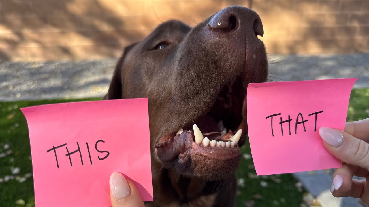 LETTING MY LABRADOR DECIDE WHAT WE DO TODAY!!
