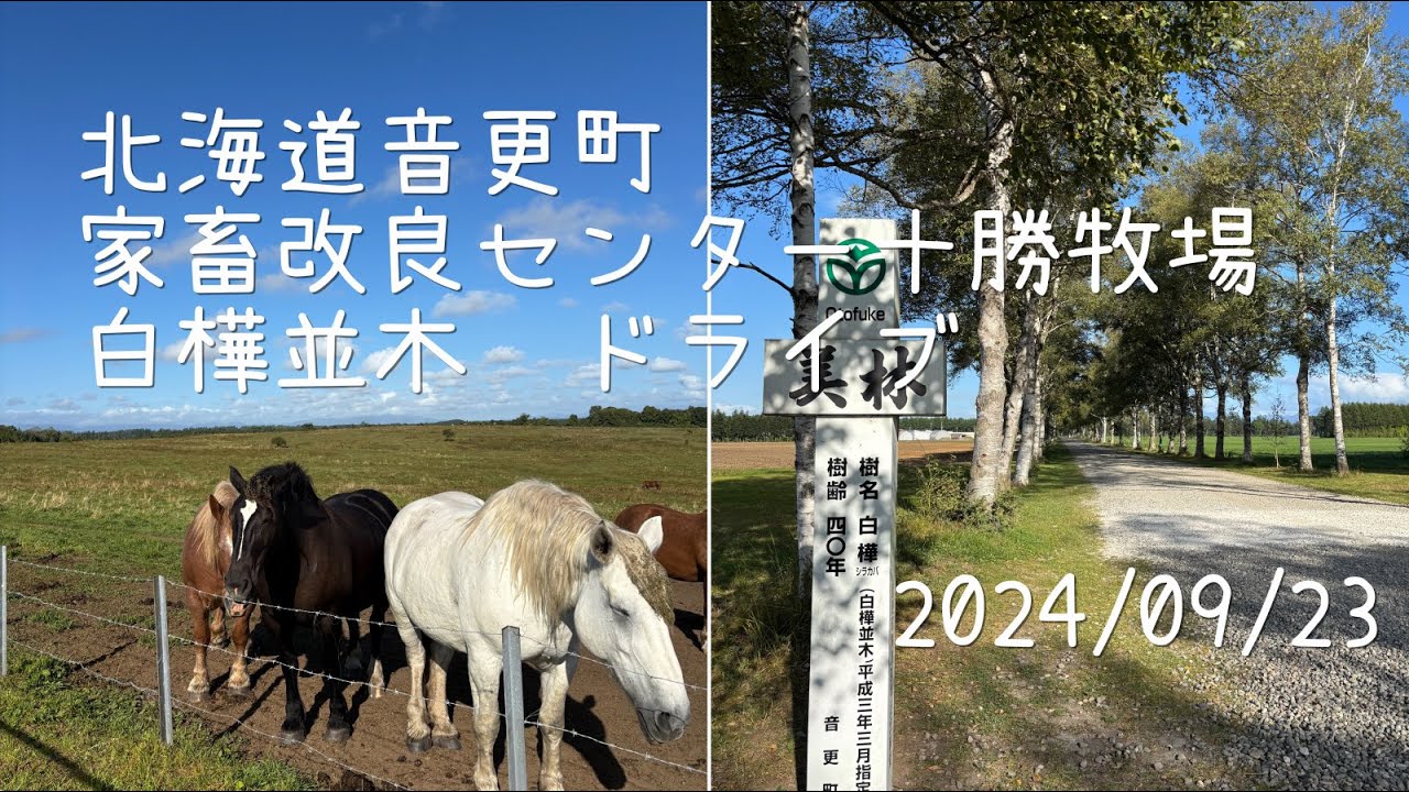 北海道音更町　十勝牧場白樺並木　ドライブ Birch tree-lined road at Tokachi farm Otofuke, Hokkaido Japan