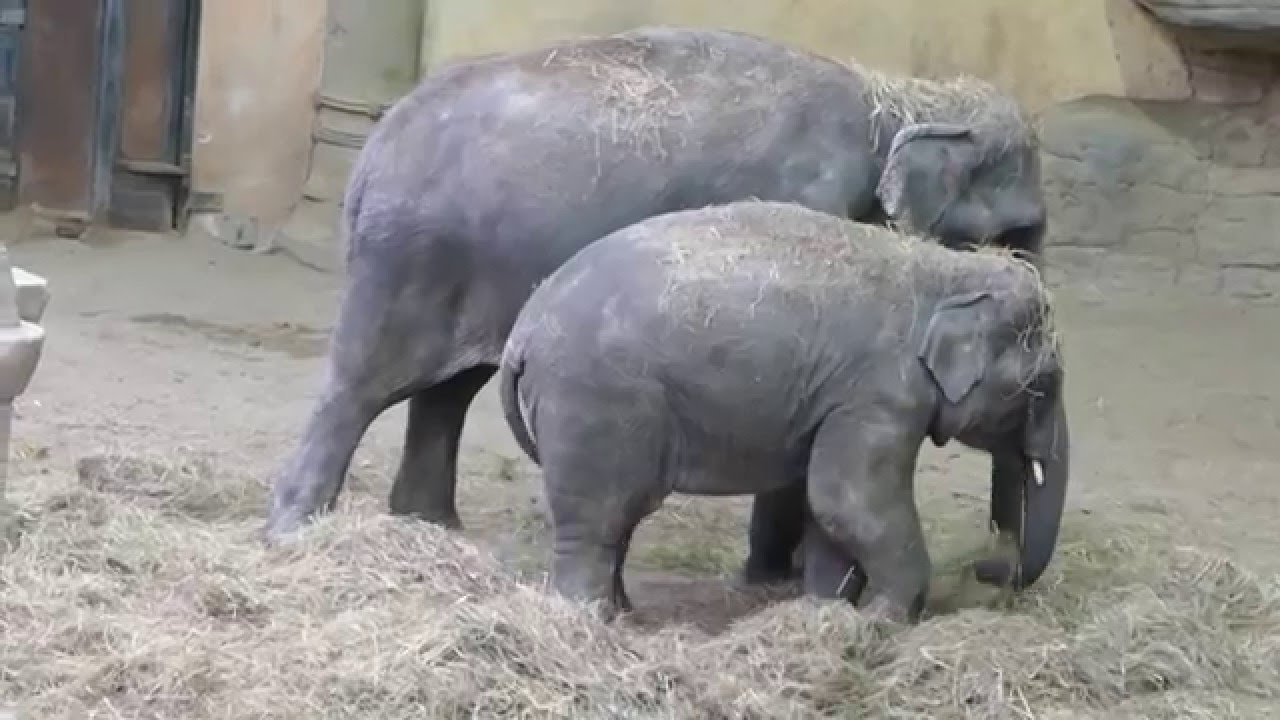 Hiebe von Elefanten-Mutter: Hagenbecks Babyfant Kanja  erkundet Elefantenhaus