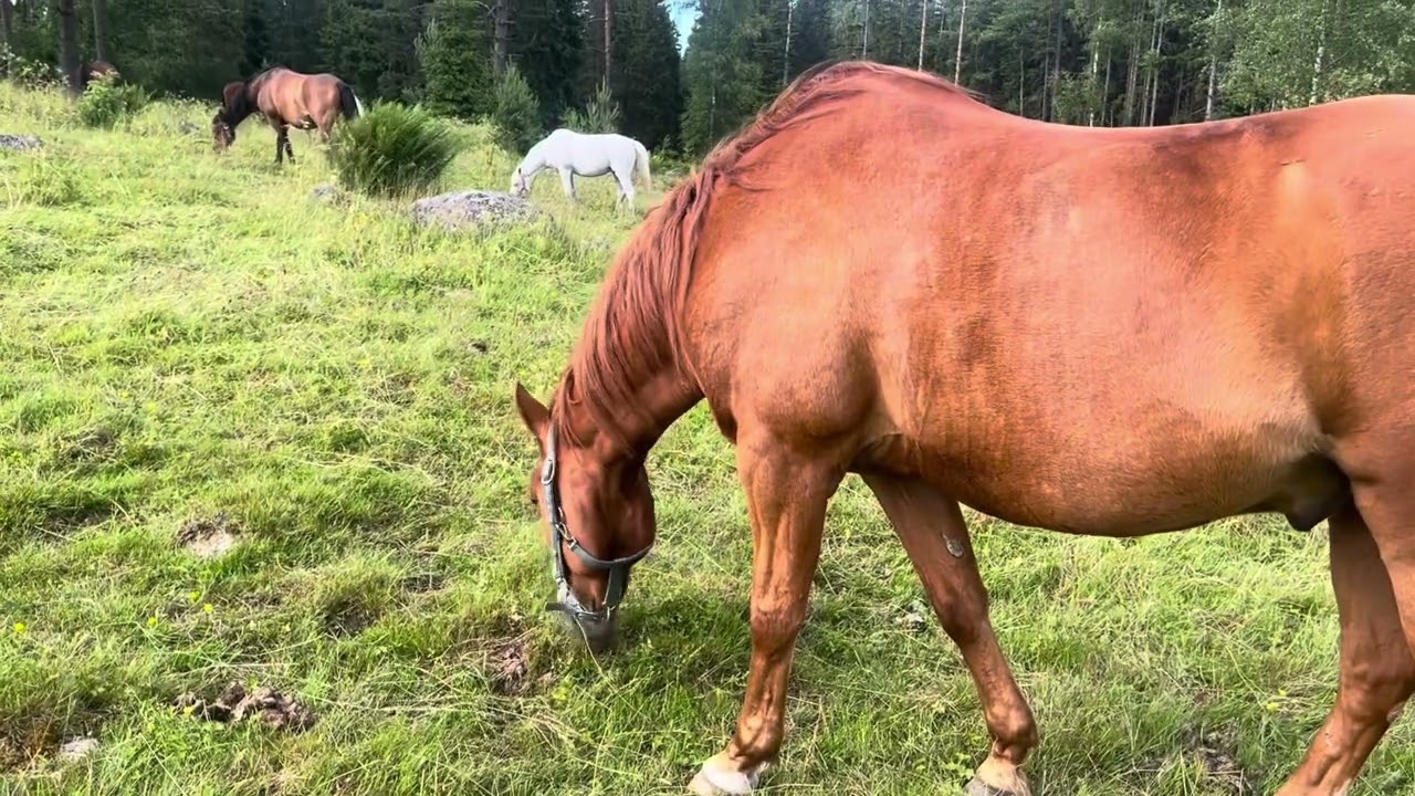 Sjöis v. 25 2024⭐️