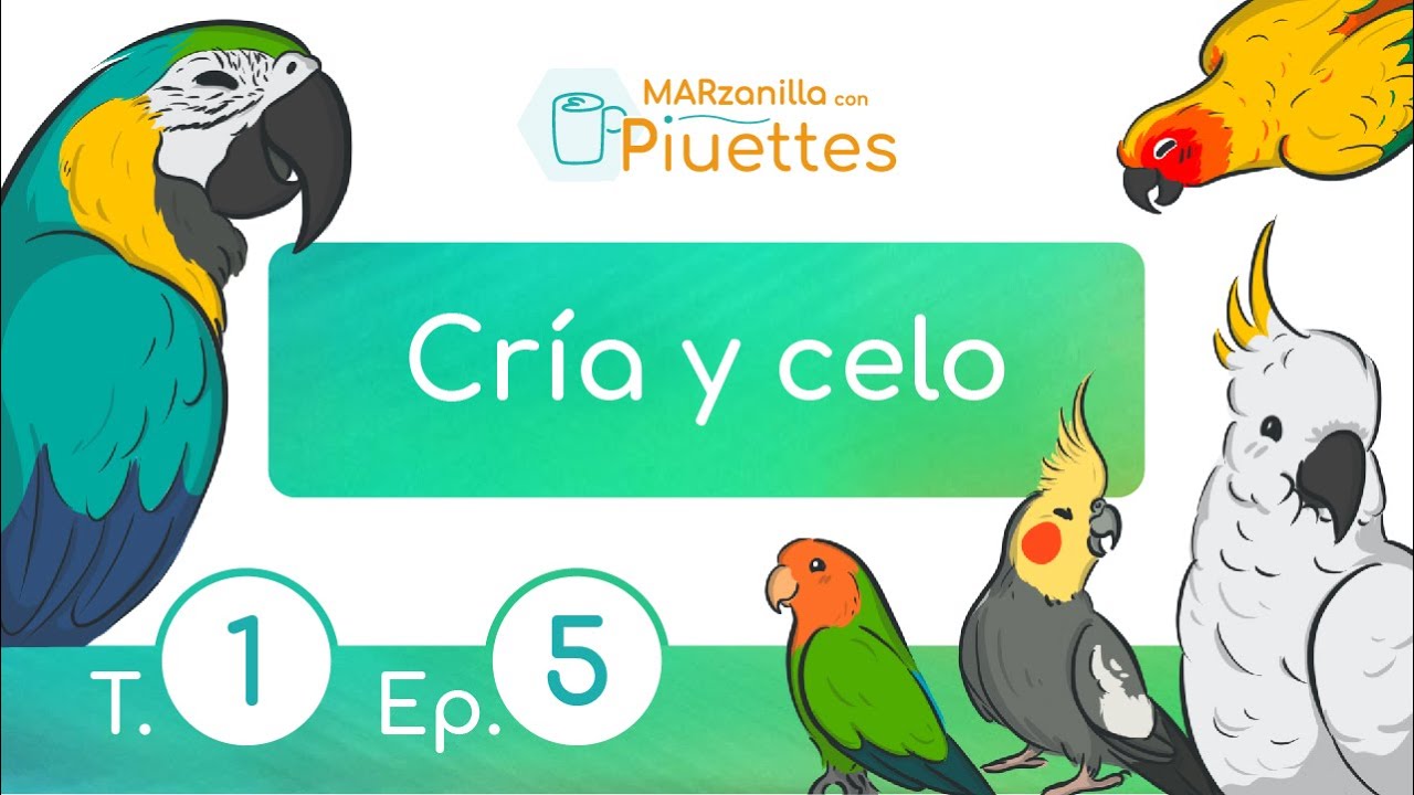 casos de CELO, puesta de HUEVOS (cómo AFRONTARLO y/o EVITARLO) ~ 🍵 MARzanilla con Piuettes #15