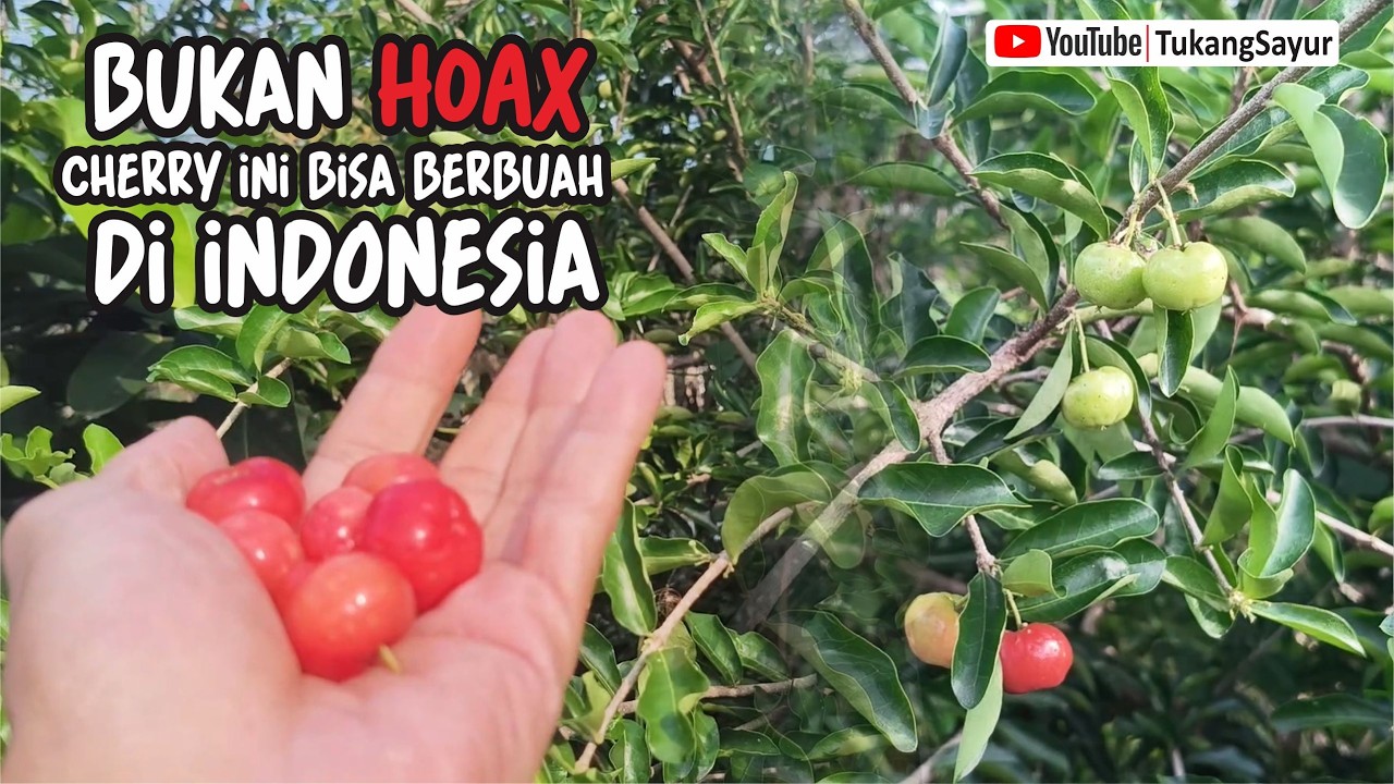 cherry ternyata memang bisa dibuahkan di indonesia