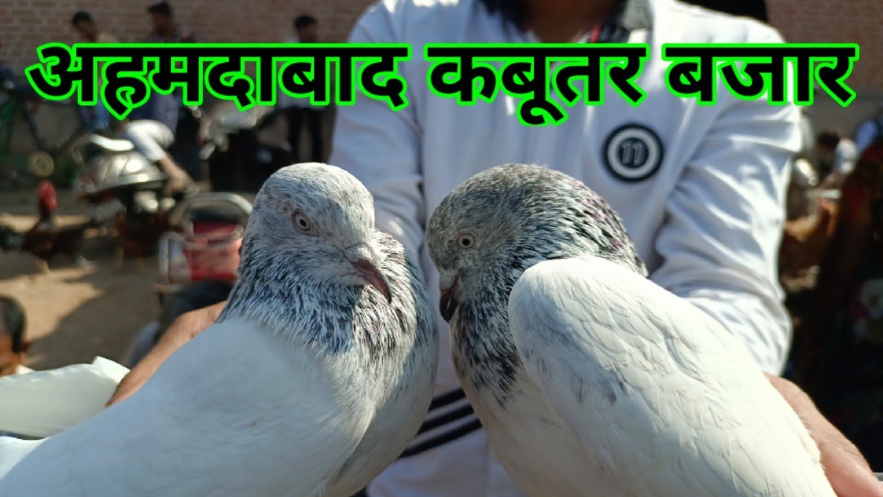 Sunday Kabootar Bazaar || Modena, Shirazi, Kalsire, Kasani, Bajre Pigeons