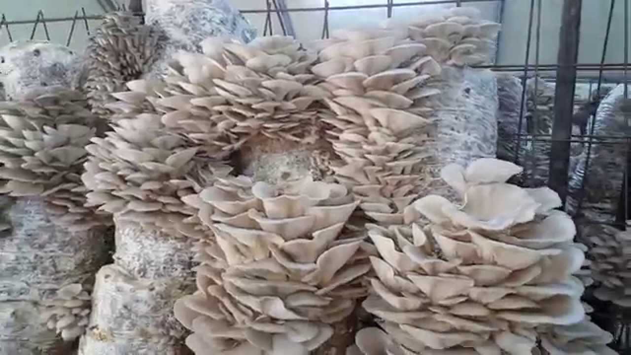 İstiridye Mantarı Profesyonel Sistemler Bölüm5 Hiera Mantar / Oyster fungus Professional Systems